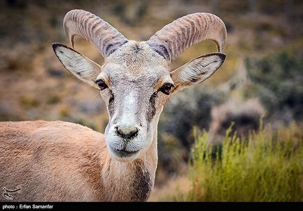 national-animal-day-marked-in-iran-photos