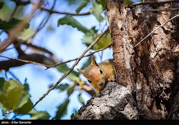 national-animal-day-marked-in-iran-photos