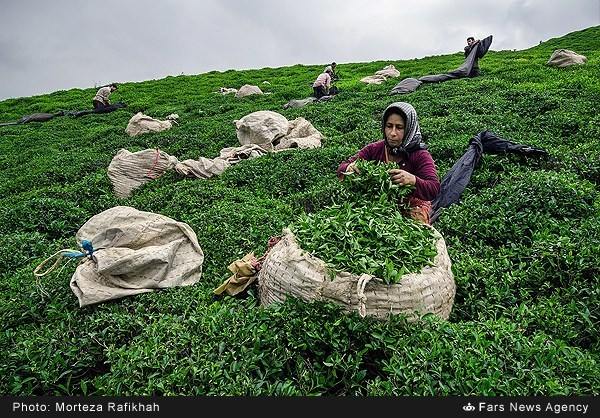 Tea harvest22