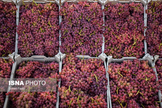 Fifth Urmia Grape Festival Underway in Northwestern Iran 11