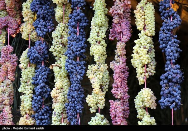 Fifth Urmia Grape Festival Underway in Northwestern Iran 5