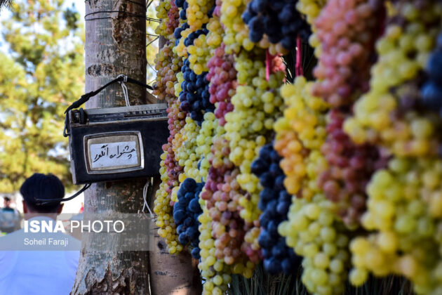 Fifth Urmia Grape Festival Underway in Northwestern Iran 9