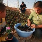 Palestinian flower pots