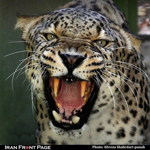 Persian leopard-Rica