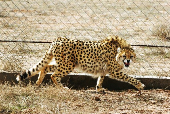 Iranian Cheetah