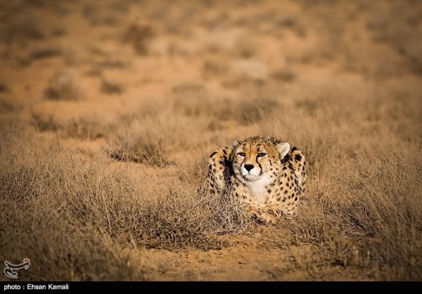 Iranian Cheetah
