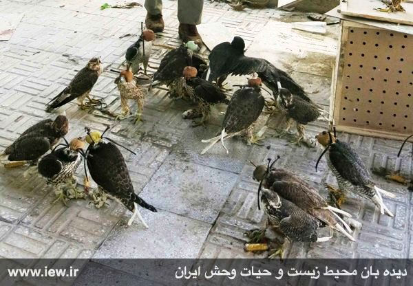 bird traffickers from smuggling falcons