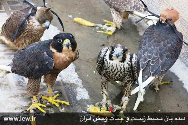 bird traffickers from smuggling falcons