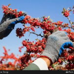 Harvesters pick berberis in Iran