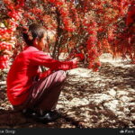 Harvesters pick berberis in Iran