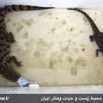 Iran-Crocodiles