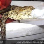 Iran-Crocodiles