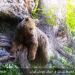 Lovely, Unique Wildlife of Iran Mazandaran Province