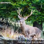 Lovely, Unique Wildlife of Iran's Mazandaran Province