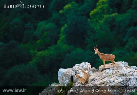 Lovely, Unique Wildlife of Iran Mazandaran Province