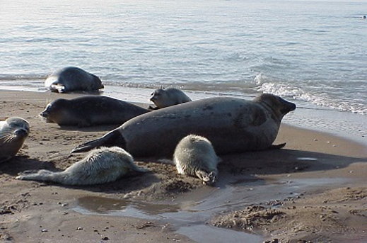 Iran caspian sea seals