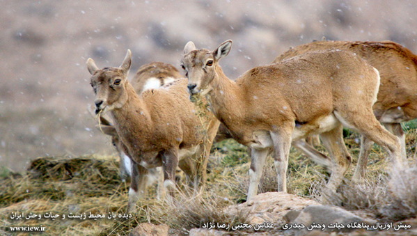 Iran-Khorasan Wildlife