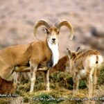Iran-khoraasan-Heydari Wildlife Sanctuary