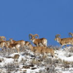 Iran-Wildlife-khoraasan-Tandooreh National Park