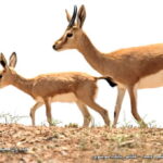 Iran-khoraasan-Shir-Ahmad Wildlife Sanctuary