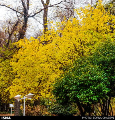 Iran-Tehran-Autumn