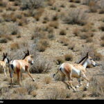 Iran-Laristan Wildlife