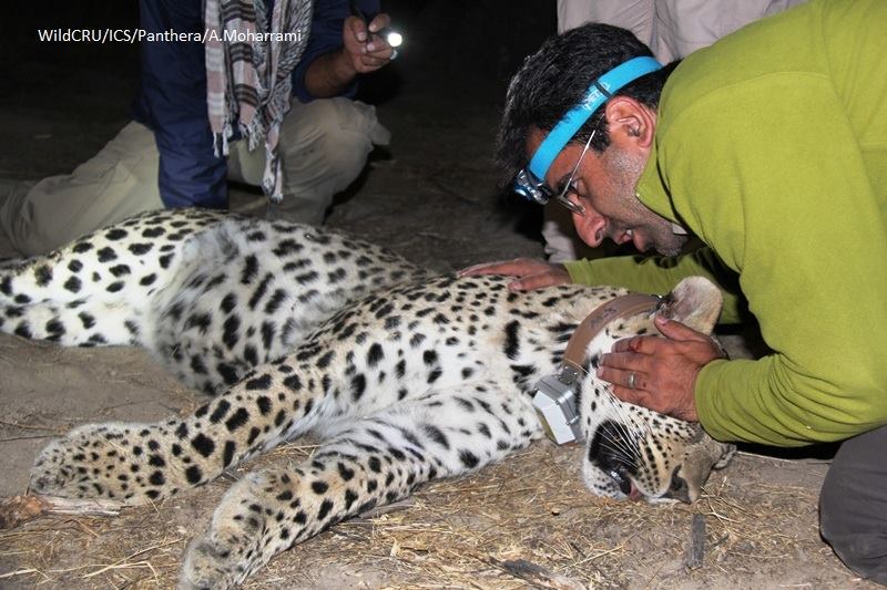 Persian leopards with GPS tracking (1)