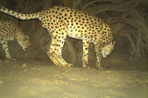Asiatic Cheetah in Yazd