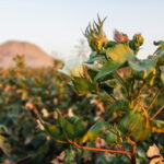 Cotton picking season in Iran