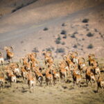 Iran-Wildlife-Golestan National Park