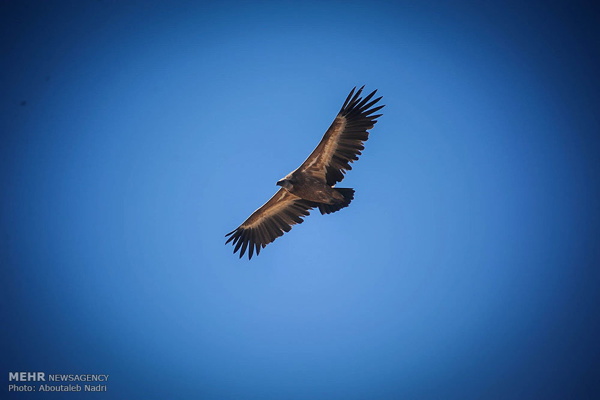 Wildlife Of Golestan National Park In Photos