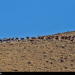 Iran-Wildlife North Khorasan