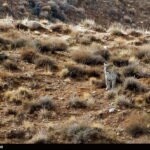 Iran-Wildlife North Khorasan
