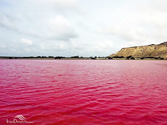 The Pink Wetland of Lipar in Southeastern Iran