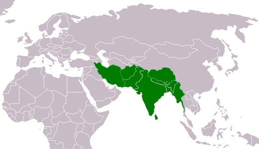 South_Asia