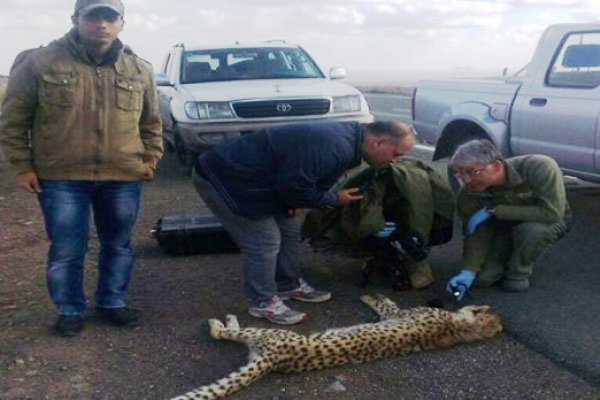 Iranian-cheetah cub 