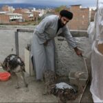 Islamic Novice Raises Ostriches