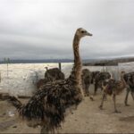 Islamic Novice Raises Ostriches