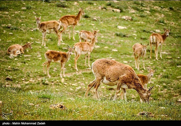 Iran's Wildlife: Bijar Protected Zone