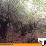 Iran Alimestan Forest