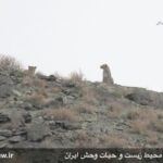 Two Persian leopards caught on camera