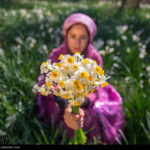 Amaryllis Flower Festival, Jarreh Village, Shiraz (PHOTOS)