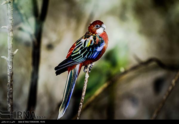 Bird Garden in Isfahan
