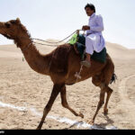 Camel Racing in Central Iran’s Khara Desert