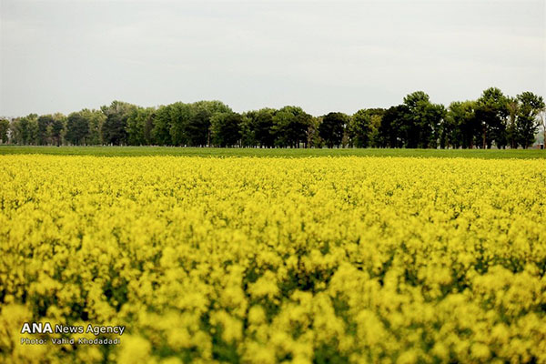A Canola Farm in Bloom