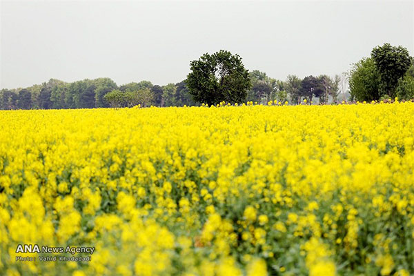 A Canola Farm in Bloom