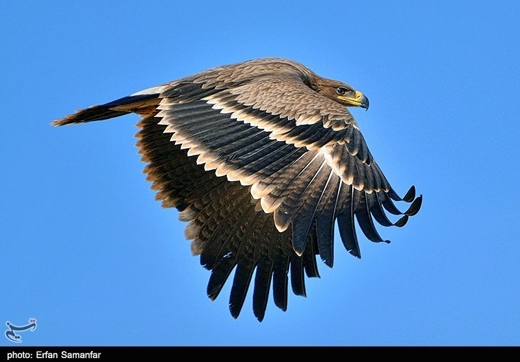 Iran wildlife-Golden Eagles 
