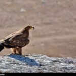 Iran wildlife-Golden Eagles