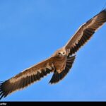 Iran wildlife-Golden Eagles