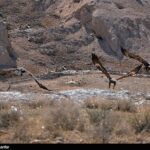 Golden Eagles in Iran's Alborz and Zagros Mountains